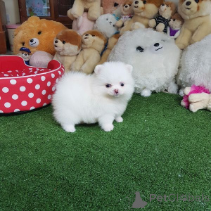 Photo №1. pomeranian - for sale in the city of Utrecht | negotiated | Announcement № 167075
