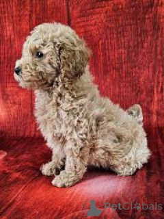 Photo №2 to announcement № 164105 for the sale of poodle (toy) - buy in Belgium private announcement, breeder