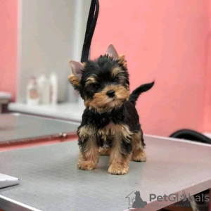 Photo №3. New Top Quality Yorkshire terrier puppies.. United States