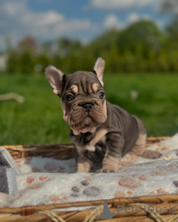 Photo №2 to announcement № 150651 for the sale of french bulldog - buy in Germany from the shelter, breeder