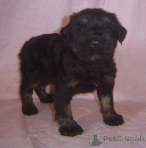 Photo №1. giant schnauzer - for sale in the city of AIX-EN-Provence | 500$ | Announcement № 172623