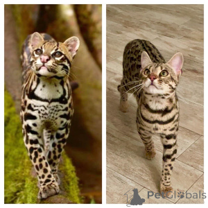 Photo №4. I will sell bengal cat in the city of Batumi. from nursery, breeder - price - 5500$