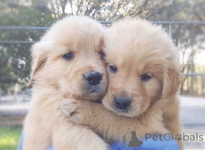 Photo №1. golden retriever - for sale in the city of Brighton | 361$ | Announcement № 159554