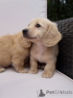 Photo №2 to announcement № 174843 for the sale of dachshund - buy in Germany breeder