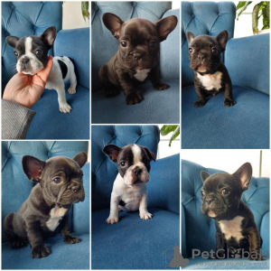 Photo №1. french bulldog - for sale in the city of Paris | Is free | Announcement № 16195