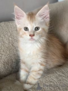 Photo №3. Chaton Maine coon adorable à cédé. Belgium
