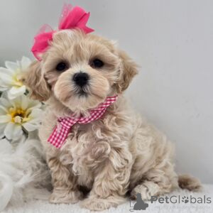 Photo №1.  - for sale in the city of Bad Wildungen | 329$ | Announcement № 152920