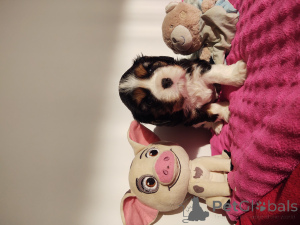 Photo №2 to announcement № 135162 for the sale of cavalier king charles spaniel - buy in Poland private announcement