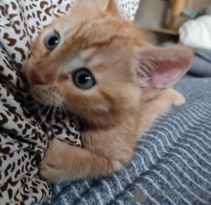 Photo №1. toyger - for sale in the city of Enontekiö | Is free | Announcement № 146292