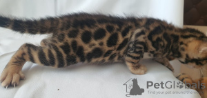 Additional photos: Bengal club kittens