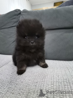 Photo №4. I will sell pomeranian in the city of Ašanja.  - price - 471$