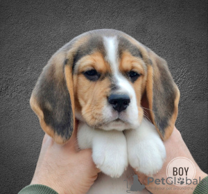 Additional photos: Beagle puppies from the kennel, actual litter