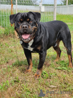 Photo №2 to announcement № 136857 for the sale of non-pedigree dogs - buy in Russian Federation private announcement