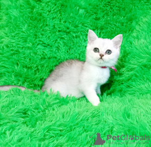 Photo №4. I will sell british shorthair in the city of Pavlograd. breeder - price - 257$