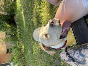 Photo №3. Selling a dog, Kane Corses. Czech Republic