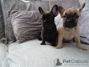 Photo №1. french bulldog - for sale in the city of Nuremberg | 475$ | Announcement № 79564