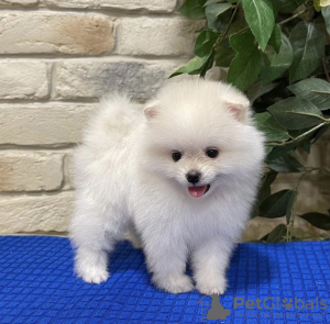 Photo №1. pomeranian - for sale in the city of Berlin | 380$ | Announcement № 120028