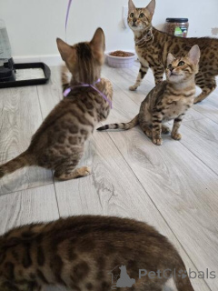 Photo №2 to announcement № 155331 for the sale of bengal cat - buy in Germany 