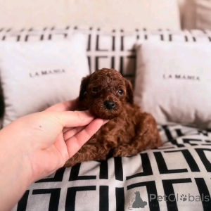 Photo №3. Adorable teacup poodles ready for their new and forever lovely homes. Good with. Spain