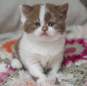 Photo №2 to announcement № 108931 for the sale of british shorthair - buy in Germany from nursery