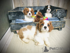 Photo №1. cavalier king charles spaniel - for sale in the city of Chernigov | 1500$ | Announcement № 7467