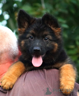 Additional photos: Puppy. German Shepherd.