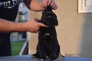 Photo №3. Cane Corso puppies. Serbia