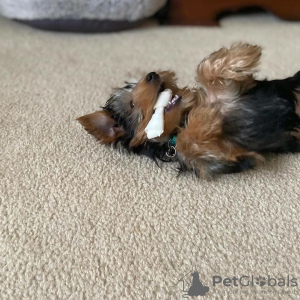 Photo №3. Yorkshire terrier puppy. Germany