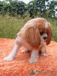 Photo №2 to announcement № 105945 for the sale of cavalier king charles spaniel - buy in Germany breeder