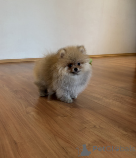 Photo №1. pomeranian - for sale in the city of St. Petersburg | 558$ | Announcement № 144152