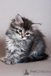 Photo №1. siberian cat - for sale in the city of Stockholm | negotiated | Announcement № 97880