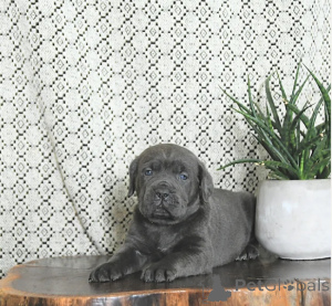 Photo №1. cane corso - for sale in the city of ALAVUS | 650$ | Announcement № 164274