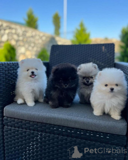 Photo №1. pomeranian - for sale in the city of Madrid | negotiated | Announcement № 175856