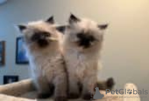 Photo №1. himalayan cat - for sale in the city of Эспоо | Is free | Announcement № 130715