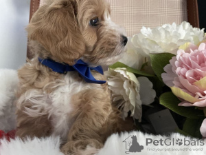 Additional photos: Maltipoo puppy