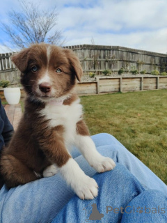 Photo №2 to announcement № 157021 for the sale of border collie - buy in Germany from the shelter, breeder