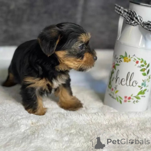 Photo №2 to announcement № 163334 for the sale of yorkshire terrier - buy in Montenegro private announcement, from the shelter