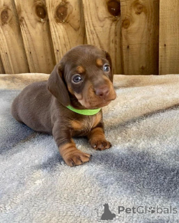 Photo №3. Dachshunds. United States