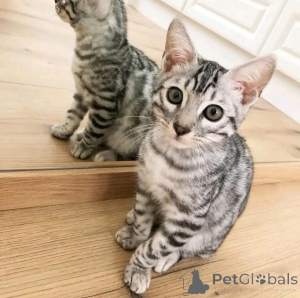 Photo №2 to announcement № 163087 for the sale of beagle - buy in Germany private announcement, from the shelter