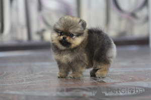 Photo №2 to announcement № 103656 for the sale of  - buy in Kazakhstan from nursery, breeder