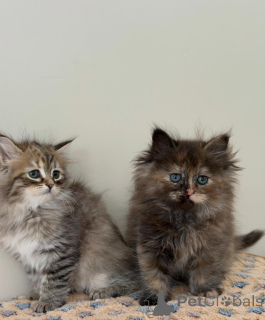 Photo №3. Siberian Cat The Majestic Forest Beauty. Germany