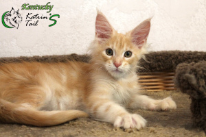 Photo №2 to announcement № 6946 for the sale of maine coon - buy in Russian Federation private announcement, from nursery, breeder