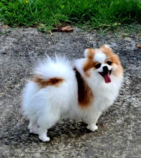 Additional photos: Pomeranians for sale