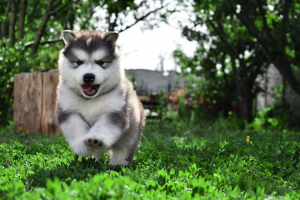 Photo №2 to announcement № 2980 for the sale of alaskan malamute - buy in Ukraine from nursery
