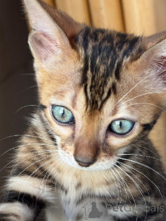 Photo №3. Bengal available for adoption. France