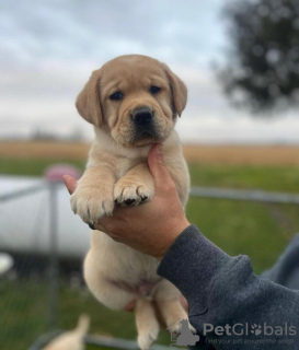 Photo №1. labrador retriever - for sale in the city of Berlin | 423$ | Announcement № 89647