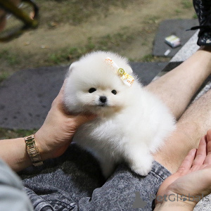 Photo №4. I will sell pomeranian in the city of Berlin. private announcement - price - 387$