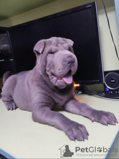 Photo №1. shar pei - for sale in the city of Kremenchug | 220$ | Announcement № 11603