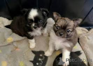 Photo №1. chihuahua - for sale in the city of Rotterdam | 723$ | Announcement № 165598