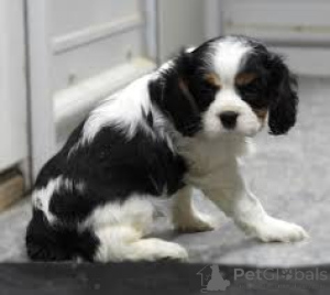 Photo №3. Cavalierkingcharlesinspanielin pennut etsivät perhettä. Finland